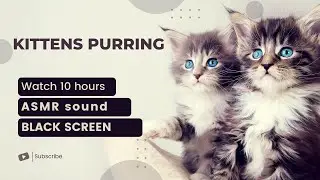🎧  Cat purring 10 hours black screen ASMR 3d sounds for sleeping