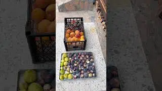Bahçemizde bir yaz sabahı