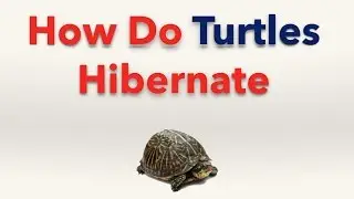 How do Turtles Hibernate