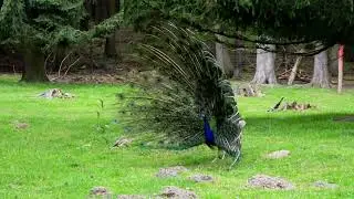 male peacock displaying his eye spotted tail