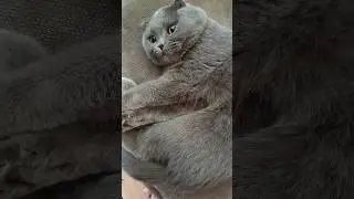 Свої таргани 😂 #catsofyoutube #scottishfold #смішнівідео #гумор
