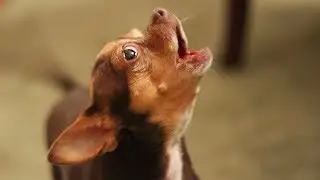 Cute is Not Enough - Funny Cats and Dogs Compilation #285
