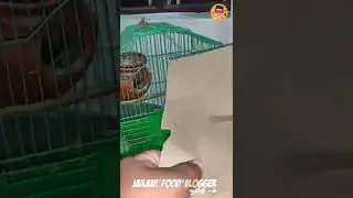 how to clean🧼love💝birds🐦cage😘|