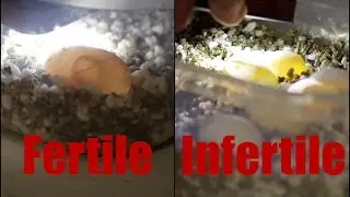 How to Tell if a Bearded Dragon Egg is Fertile