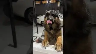 Вот как их не любить 🥹 #собака #собакен