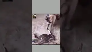 Cats Funny videos 🤣🤣🤣🤣🤣 #shorts #catfunnyvideo #whatsappstatusvideo #catshorts #catlover