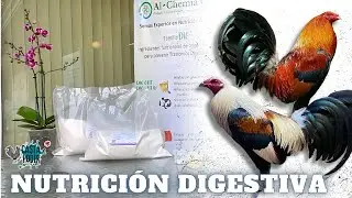 Digestive Nutrition | Al-Chemia GV