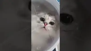Милашку в ленту)))😻😻😻