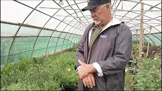Прирост с гранулами микоризы составил 90 см!