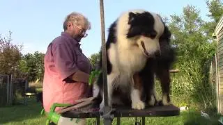 Charm loves to be groomed