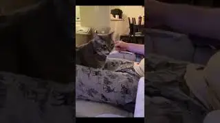 Even the cat won't touch it #motivation #funny #inspiration #funnyvideo #relationship