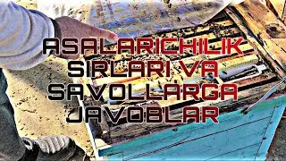 АСАЛАРИЧИЛИК СИРЛАРИ ВА САВОЛЛАРГА ЖАВОБЛАР
