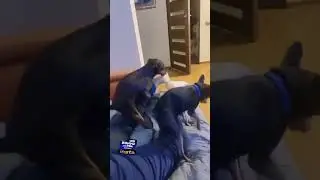 собачий тройничок. когда хозяйка та ещё с..ка🤣🤣🤣