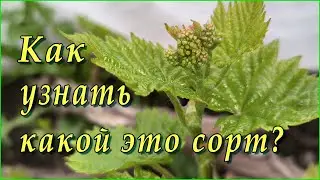 Как по листьям отличить сорт винограда.