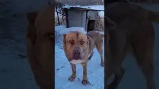#Волкодавщики