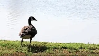 'Goose Masters Triangle' uses Border Collies to shoo birds