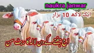 نوکری فریزن گائے کا مقابلہ Naukari farazon gay ka muqabla 40 litre dudh Dene Wali nasl