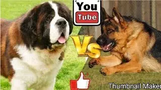 Немецкая овчарка против Сенбернара. Собаки. Батл собак. Animals Battle.