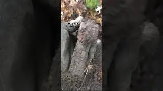 Ржавая игрушка! 