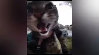 Кот мяукает в камеру но это фонк / минута мощного фонка