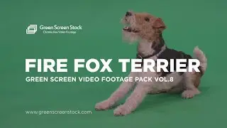 Wire Fox Terrier Dog – Green Screen Video Footage Pack 