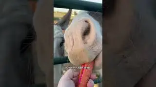 I want one!
