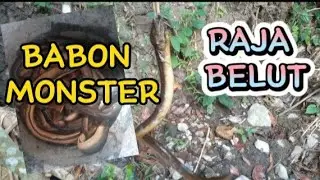 MANCING BELUT MONSTER DI KALI 😱!!