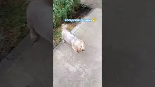 Собачка на выгуле🤭🙏