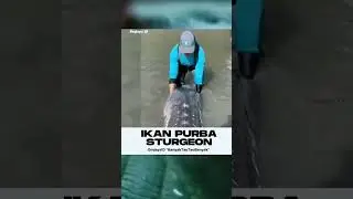 IKAN PURBA STURGEON ‼️Omjeys ID 