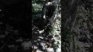 это вам не хогвардс