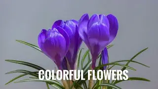 || Flowers🌷|| Natural❤️ || Mind relaxing videos || Nocopywrite ||