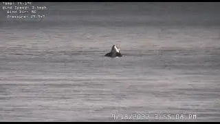 Orcas (Bigg's) hunting a Porpoise -TheWhaleMuseum Sighting- (October 18 2022)