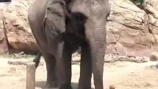 o m g  a elephant at bush gardens
