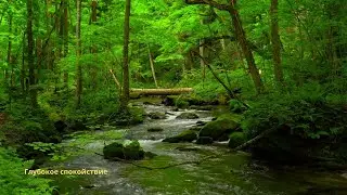 🌿 Тихий лес и ручей | Глубокое расслабление