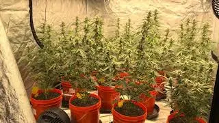 2026 indoor and outdoor grow update