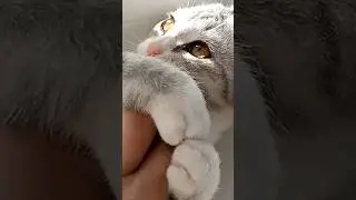 Сговор с номенклатурным лицом