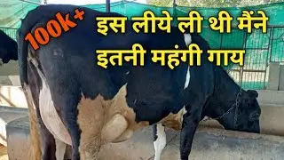 इस लीये ली थी मैंने इतनी महंगी गाय । hf cow