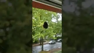 Влага в Германии. Улиткам 🐌 Привет