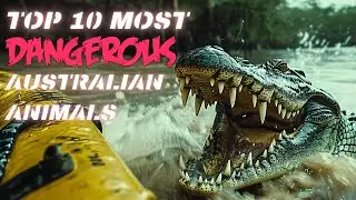 Top 10 Most Dangerous Animals in Australia Deadly Encounters Down Under!
