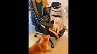 KUCING BIKIN TERTAWA ‼️ MARI TERTAWA SELAGI MASIH BERNYAWA #catlover #justforfun #cat