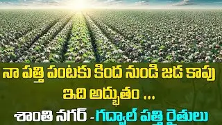 #Cotton farming నా పత్తి పంటకు కింద నుండి కాపు అద్భుతం శాంతి నగర్ -కర్నూల్ పత్తి రైతులు#agriculture