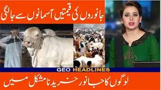 Bakra Eid, Bakra Mandi Or Rates  Bakra Mandi 2023  Cow Mandi