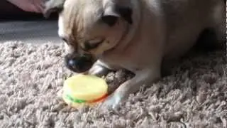 Jug Dog Cries at Squeaky Toy! (Funny!)