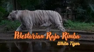 Pelestarian Satwa Liar | Raja Rimba | White Tiger