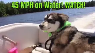 Husky Takes a Boat Ride then Misbehaves