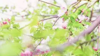 Sounds of spring - birdsong and fresh wind. Relax to the sounds of nature in a blooming garden 