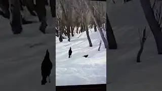 Смешные вороны