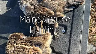 Maine Grouse Hunt 2024