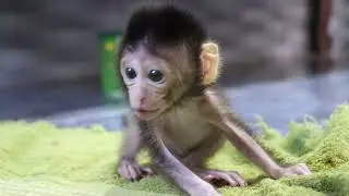 Sadness skinny baby monkey Ting Ting crying loudly