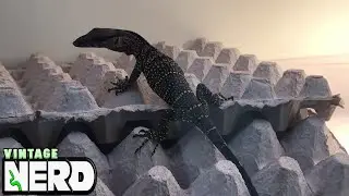 NERD Basic Asian Monitor Lizard Setup and Basics 101